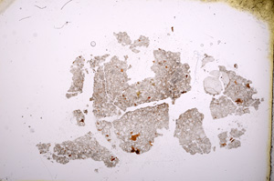 Plane Polarized, E3494