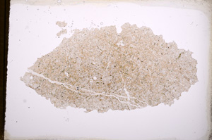 Plane Polarized, E3503