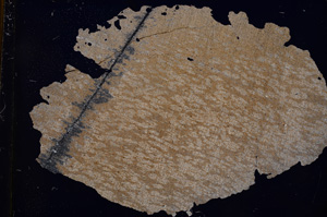 Cross Polarized, E3511