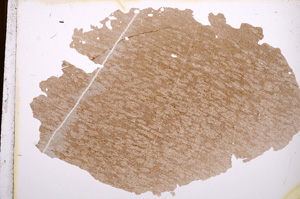 Plane Polarized, E3511
