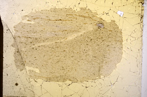 Plane Polarized, E3513