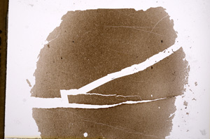 Plane Polarized, E3536