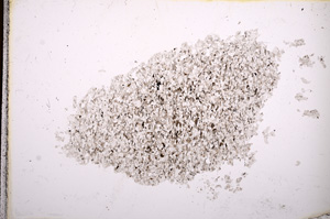 Plane Polarized, E3581