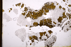 Plane Polarized, E3596