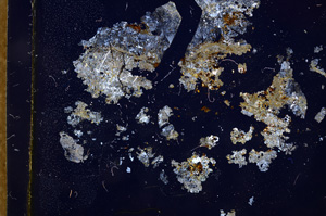 Cross Polarized, E3666