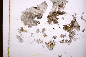 Plane Polarized, E3666