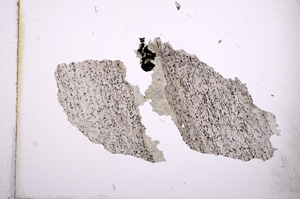 Plane Polarized, E3680
