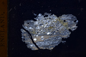 Cross Polarized, E3685