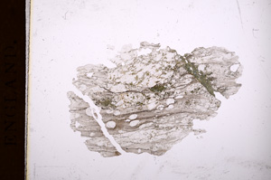 Plane Polarized, E3685