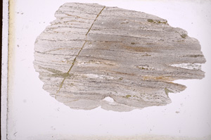Plane Polarized, E3693