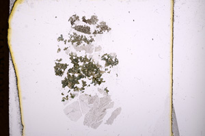 Plane Polarized, E3723