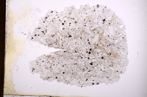 Plane Polarized, E3728