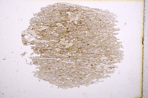 Plane Polarized, E3729