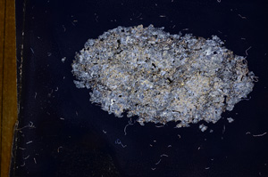 Cross Polarized, E3739