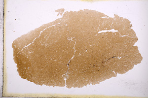 Plane Polarized, E3741