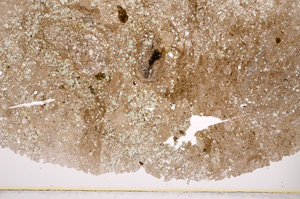 Plane Polarized, E3744