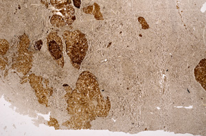 Plane Polarized, E3746