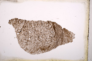 Plane Polarized, E3748