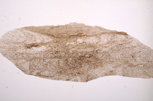 Plane Polarized, E3753