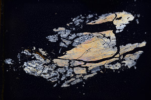 Cross Polarized, E3756