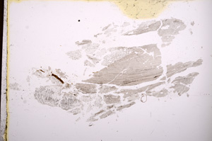 Plane Polarized, E3756