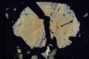 Cross Polarized, E3757