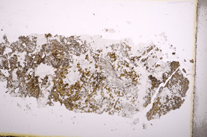 Plane Polarized, E3759