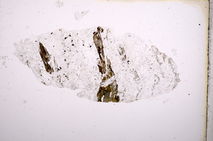 Plane Polarized, E3761