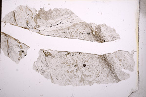 Plane Polarized, E3767