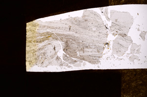 Plane Polarized, E3775