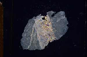 Cross Polarized, E3783