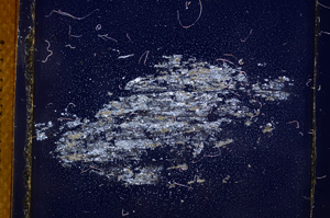 Cross Polarized, E3790