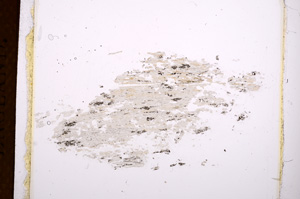 Plane Polarized, E3790