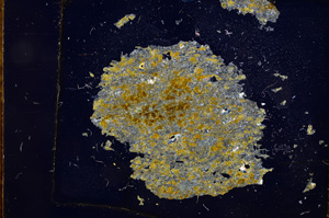 Cross Polarized, E3791