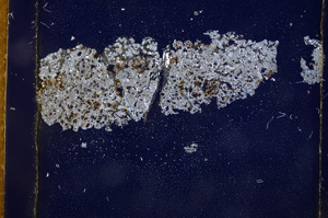 Cross Polarized, E3793