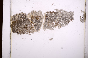 Plane Polarized, E3793