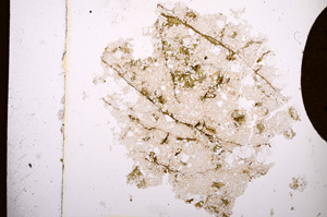 Plane Polarized, E3800