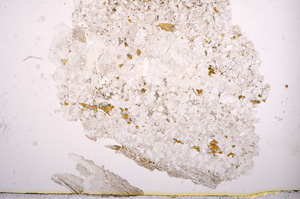 Plane Polarized, E3805