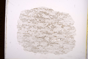 Plane Polarized, E3806