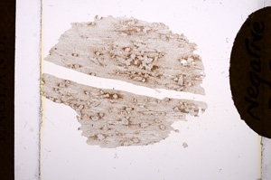 Plane Polarized, E3807