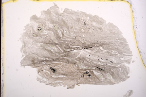 Plane Polarized, E3811