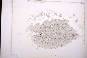 Plane Polarized, E3812