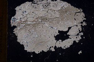 Cross Polarized, E3815