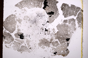 Plane Polarized, E3824
