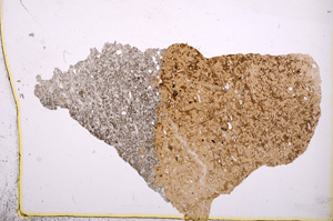 Plane Polarized, E3828