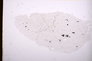 Plane Polarized, E3845