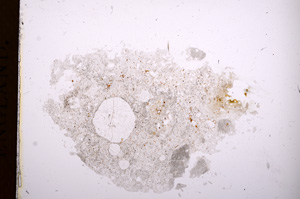 Plane Polarized, E3853