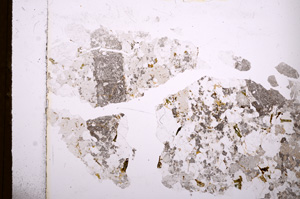 Plane Polarized, E3854