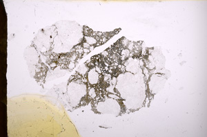 Plane Polarized, E3857