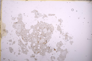 Plane Polarized, E3865